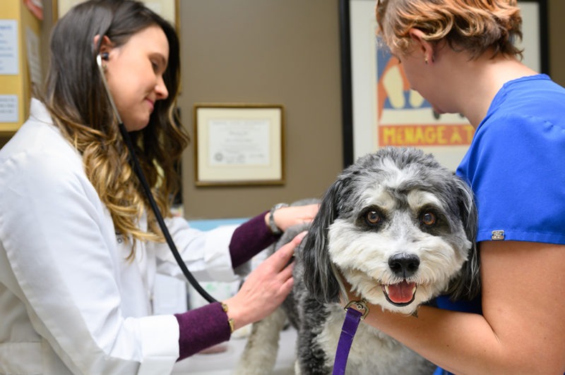 Our Animal Hospital's Mission Wichita, KS Skaer Veterinary Clinic