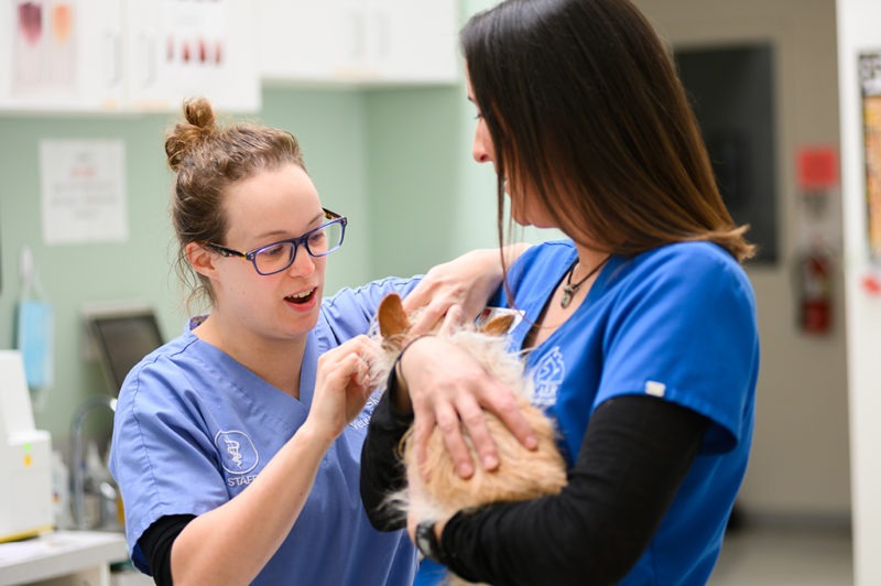 Meet our Veterinarians and Staff Wichita, KS Skaer Veterinary Clinic