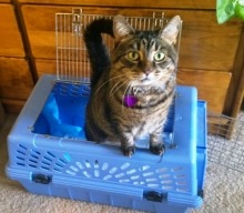Does your cat hate the carrier?