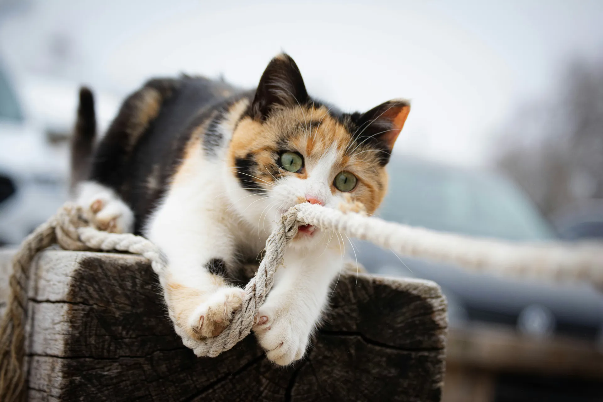 Skaer Veterinary Clinic Indoor pet activities