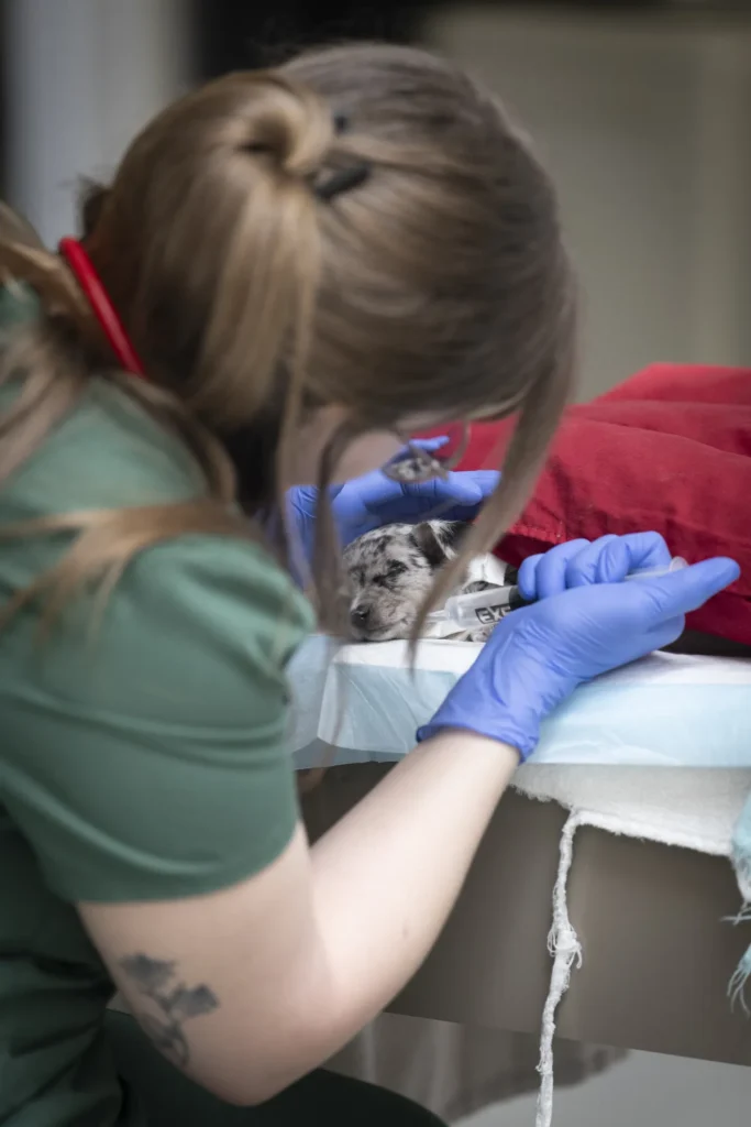 Anesthesia, veterinary anesthesia services, safe anesthesia for pets