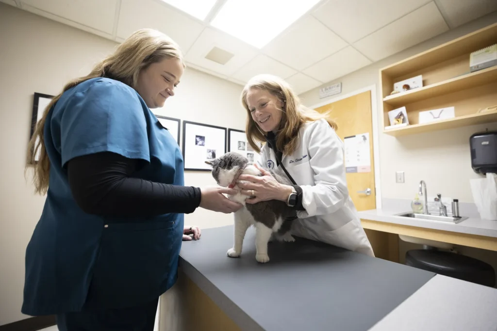Radiology / X-Ray, digital pet X-ray services in Wichita, veterinary radiology for dogs and cats