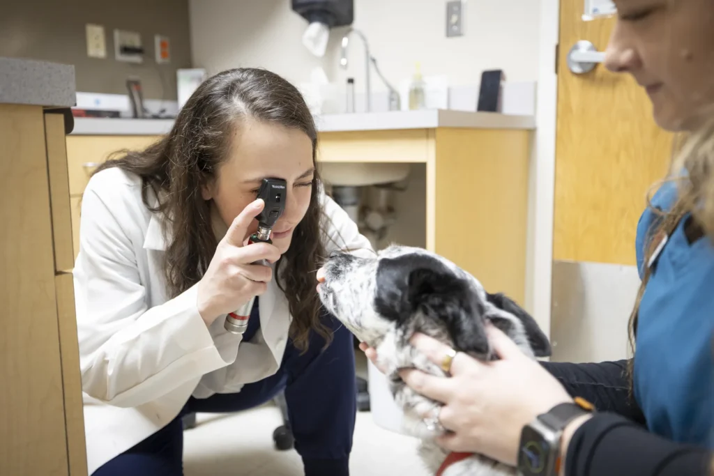 Diagnostics, pet diagnostics in Wichita, veterinary diagnostic services