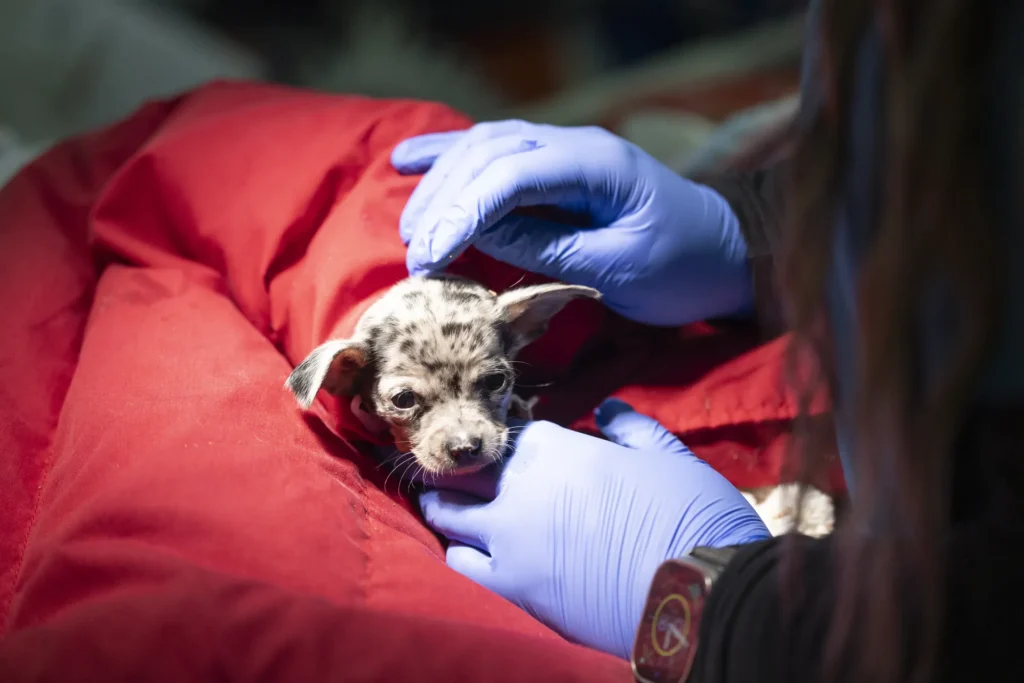 Routine Wellness Care, preventive pet care Wichita, pet health check-ups Wichita