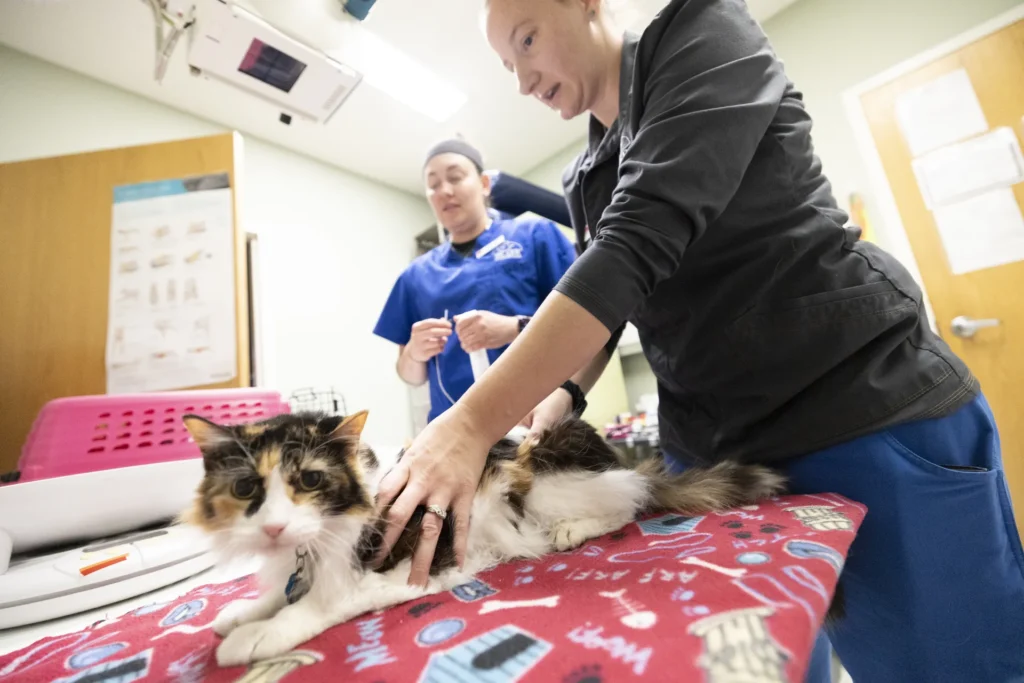Veterinary Surgery, soft-tissue surgery in Wichita, pet spay and neuter services