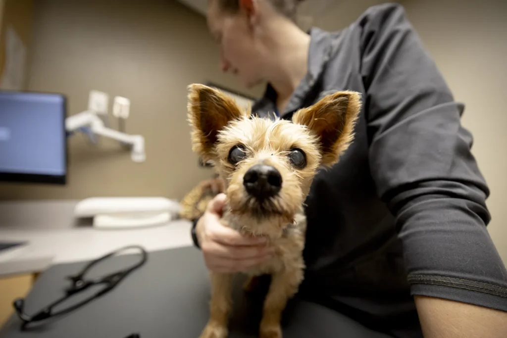Laser Therapy, pet laser therapy Wichita, veterinary laser treatment for dogs and cats