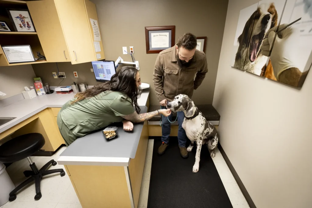 Ultrasound, pet ultrasound services Wichita, veterinary ultrasound for dogs and cats