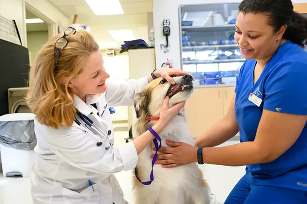 Veterinary Dentistry, pet dental care in Wichita, veterinary dental services